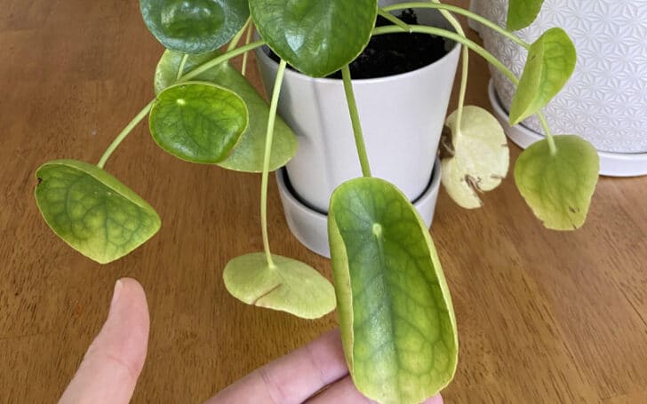 Pilea Peperomioides