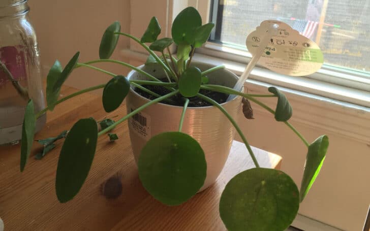 Pilea Peperomioides