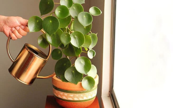 Peperomia Polybotrya