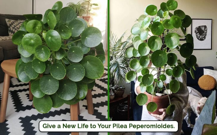 Pilea Peperomioides