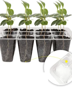 Seed Starting Trays with Grow Light