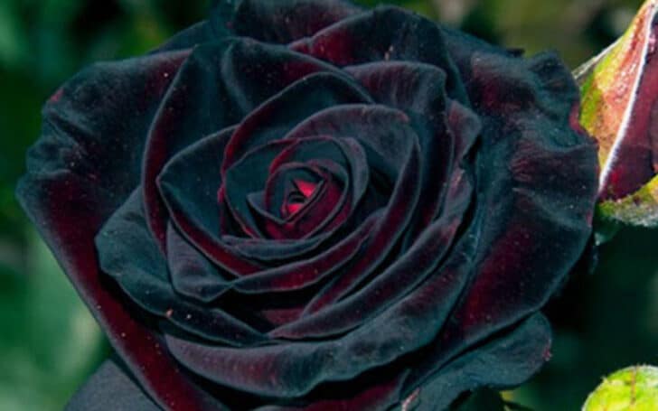 Black Roses