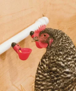 Automatic Chicken Water Cups For Buckets & PVC Pipes