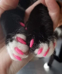 Kitten Claw Nail Cover Caps