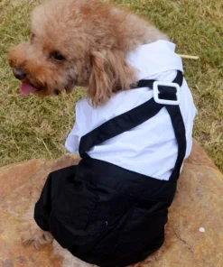 Dog Suit and Bow Tie Outfit