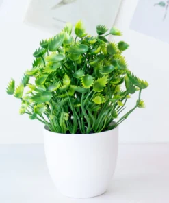 Potium Green Bonsai Small Tree Pot Plants