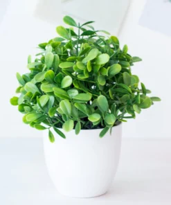 Potium Green Bonsai Small Tree Pot Plants