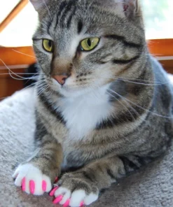 Kitten Claw Nail Cover Caps