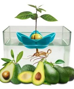 Avocado Tree Planter