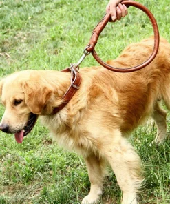 2-in-1 Rolled Leather Dog Collar & Leash