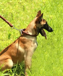 2-in-1 Rolled Leather Dog Collar & Leash