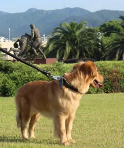 2-in-1 Rolled Leather Dog Collar & Leash