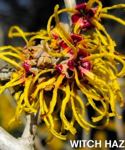 SoliPac Gynecomastia Reduction Ointment