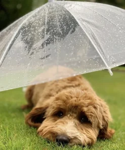 Rainproof Umbrella Dog Leash For Small Dogs