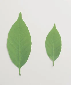 Color Changing Leaf Thermometer