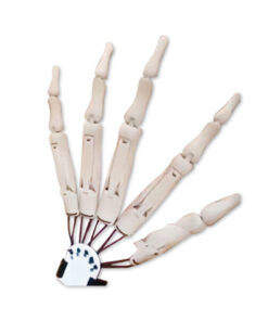 Articulated Fingers