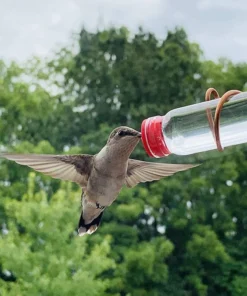 Window Hummingbird Feeder