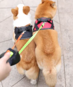 3M Retractable 2 Dog Leash