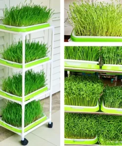 Automatic Sprouter Machine