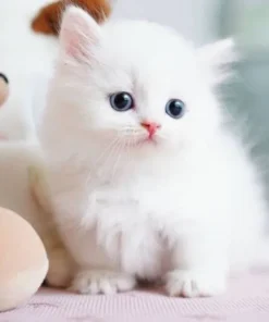 LuckySong™ My Realistic Kitten Robot