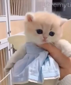 Jeremytis™ TOBY the Robot Dog LUNA the Robot Cat