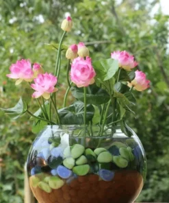 Premium Bonsai Lotus Flower Seeds (10 Seeds/Pack)